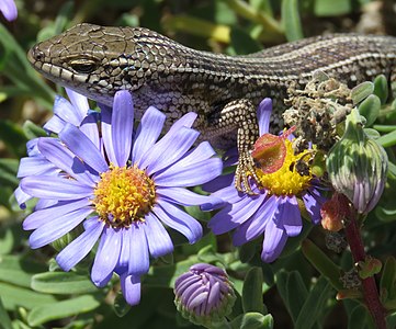 Cape Skink (Trachylepis capensis) on purple Aster flowers.