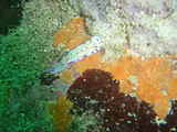 Cape dorid Hypselodoris capensis can sometimes be found on the lilac sponge, but also on other substrates