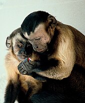 Dos monos compartiendo comida.