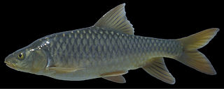 Hadramaut himri Species of fish