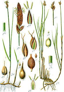 <i>Carex chordorrhiza</i> species of plant