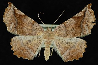 <i>Caripeta hilumaria</i> Species of moth