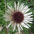 Carlina acaulis subsp. caulescens, 2007-08-11