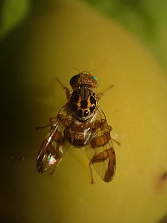 <i>Carpomya</i> Genus of flies