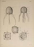 Carybdea xaymacana in Selected morphological monographs - The Cubomedusae (1900).jpg