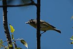 Thumbnail for File:Cassin's Vireo Huachuca Canyon Sierra Vista AZ 2018-09-09 11-43-22 (31807282908).jpg