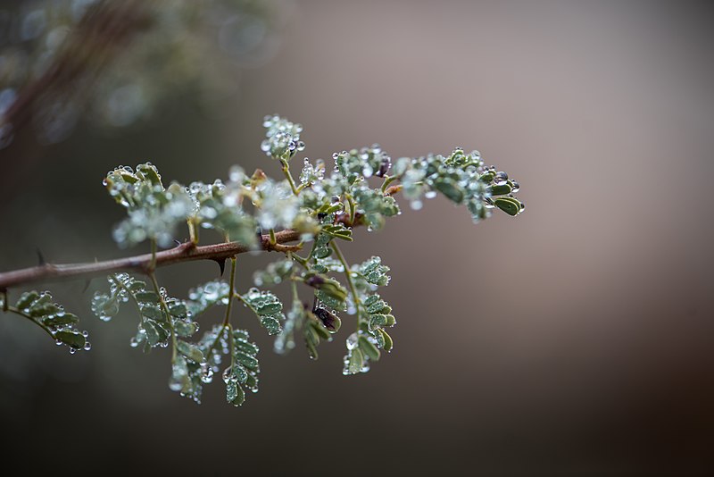 File:Cat's claw (Uncaria tormentosa) after rain, Barker Dam (46491010275).jpg