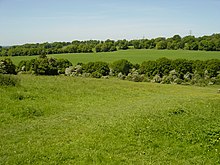 CatheringtonDown.JPG