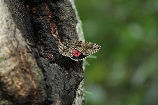 <i>Catocala dula</i> Species of moth