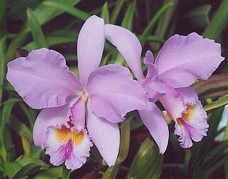 <i>Cattleya gaskelliana</i> Species of orchid