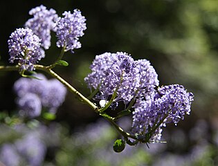 Ceanothus parvifolius closeup, Tuolumne Grove