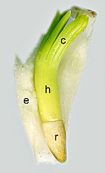 Vorschaubild für Embryo (Botanik)