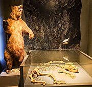 Barlangi medve (Ursus ingressus, Potočka-barlang)