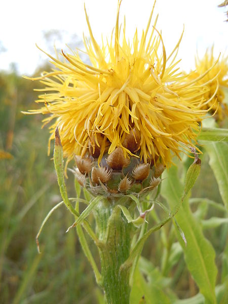 File:Centaurea macrocephala (4998442329).jpg