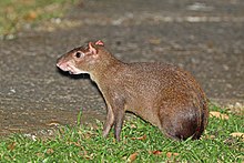 Markaziy Amerika agouti (Dasyprocta punctata) .jpg