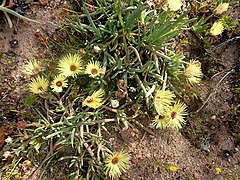 Cephalophyllum tricolorum