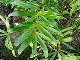 Ceratocamia hildae, Parque Terra Nostra, Furnas, Azoren