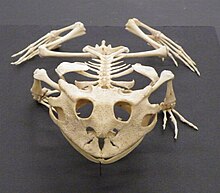 Skeleton of Surinam horned frog (Ceratophrys cornuta) Ceratophrys cornuta skeleton front.jpg
