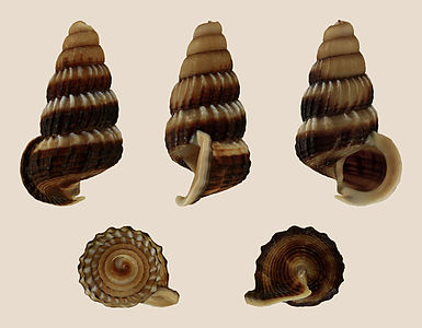 Cerithidea obtusa