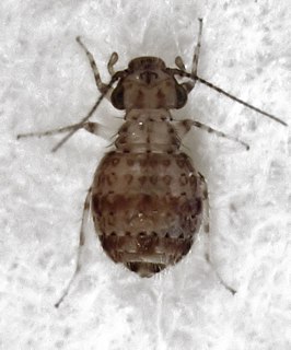 <i>Cerobasis</i> Genus of booklice