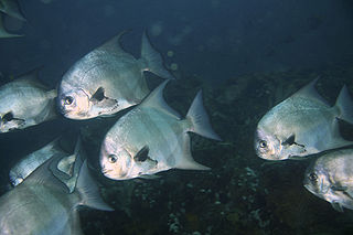 <i>Chaetodipterus zonatus</i> Species of fish