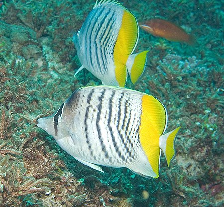 Chaetodon mertensii