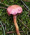 English: Chalciporus pseudorubinus, Austria