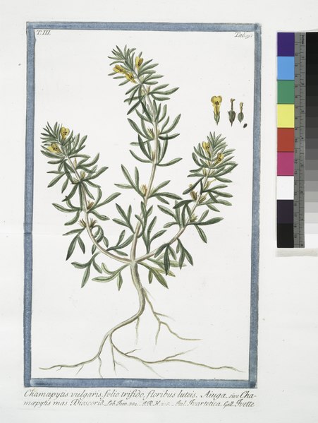 File:Chamæpytis vulgaris, folio trifido, floribus luteis. Aiuga, sive Chamæpytis mas Dioscorid - Ivartertica - Ivette. (Bugle small-pine) (NYPL b14444147-1125229).tiff