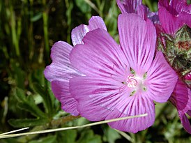 Цветок Sidalcea malviflora