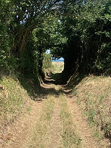 Um caminho estreito rodeado por sebes altas.