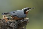 Thumbnail for Chestnut-bellied nuthatch