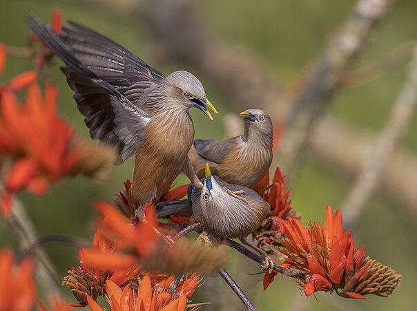 图为刺桐树（Erythrina variegata）上的栗尾椋鸟（Sturnia malabarica），摄于孟加拉的索特乔里国家公园。