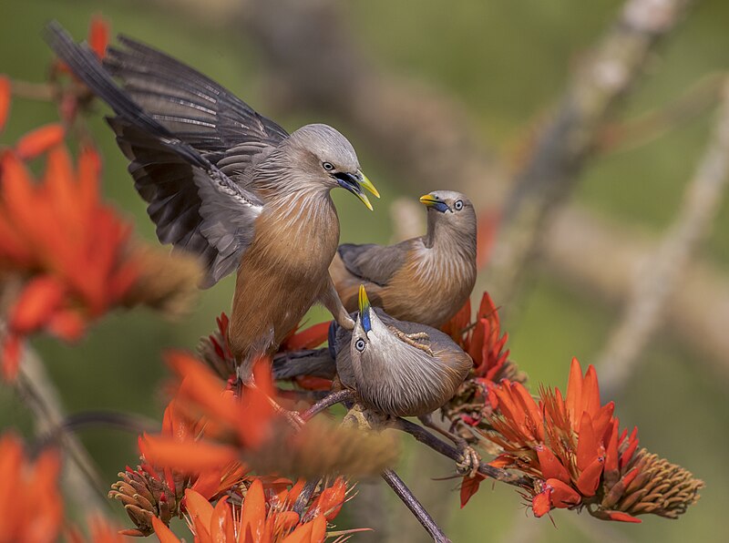 File:Chestnut-tailed starling - কাঠ শালিক.jpg