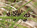 Chiasmia clathrata (Linnaeus, 1758)