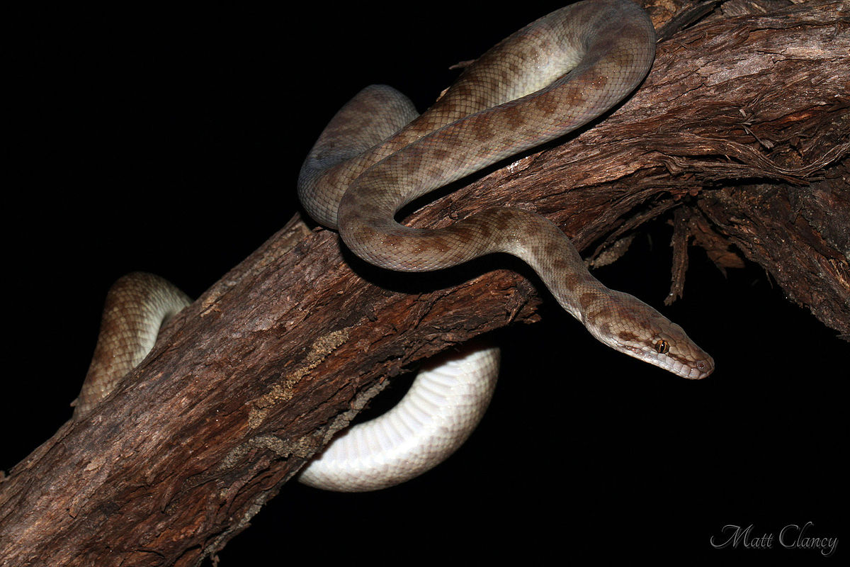 Komst veel plezier Momentum Gevlekte python - Wikipedia