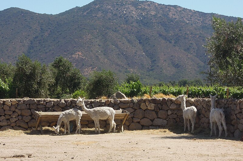 File:Chile (Valparaiso) Llamas also are useful animals in organic vineyards (34211269250).jpg