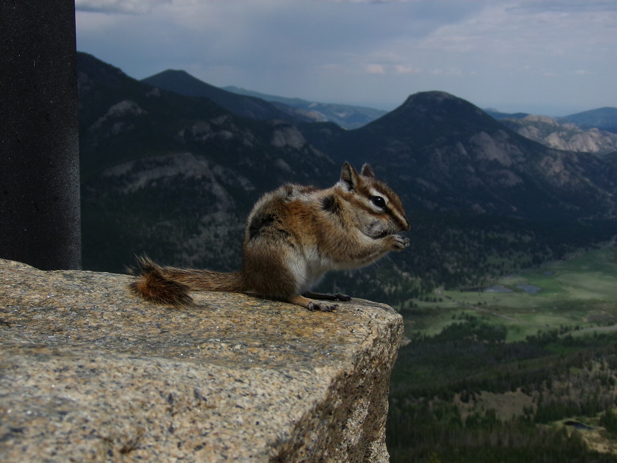 Unidentified en:Chipmunk