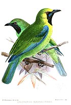 Pintura de dois pássaros verdes com gargantas escuras, um mais amarelo ao redor do rosto
