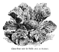 Chou-fleur noir de Sicile Vilmorin-Andrieux 1904.png