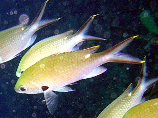 <i>Chromis multilineata</i> Species of fish