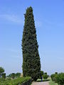 Cupressus sempervirens