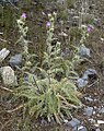 Cirsium eatonii var. clokeyi