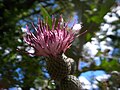 Cirsium scabrum 4 Gavoi 950m 20072014.jpg