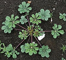 Cleome chelidonii planted in the ground branching out in a radial pattern