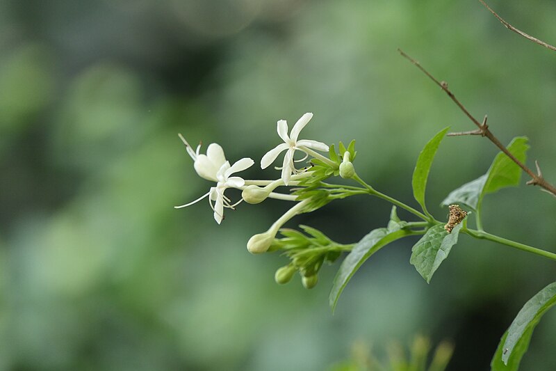 File:Clerodendrum calamitosum L. (51850280395).jpg