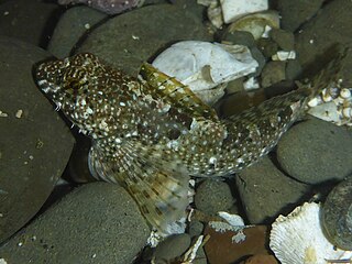 <span class="mw-page-title-main">Woolly sculpin</span> Species of fish