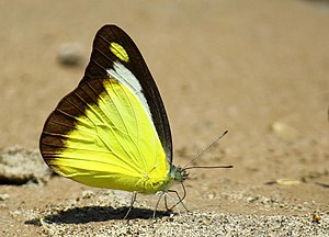 Close wing position of Appias lyncida, Cramer, 1777 – Chocolate Albatross WLB.jpg