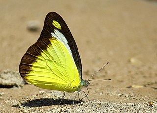 <i>Appias lyncida</i> Species of butterfly