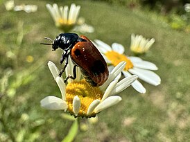 Clytra espanoli