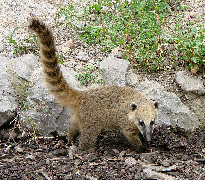 coati Wiktionnaire le dictionnaire libre